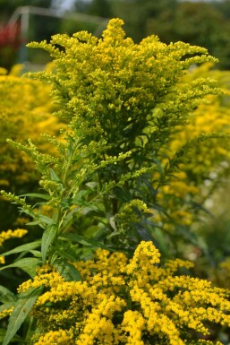 Goldrute Solidago canadensis 'Goldkind' 5-10 Topf 9x9 cm (P9) Solidago canadensis 'Goldkind'