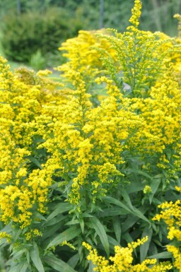 Goldrute Solidago canadensis 'Goldkind' 5-10 Topf 9x9 cm (P9) Solidago canadensis 'Goldkind'