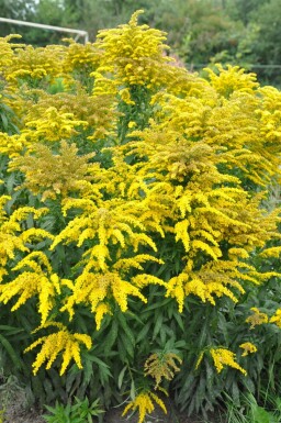 Goldrute Solidago canadensis 'Goldkind' 5-10 Topf 9x9 cm (P9)