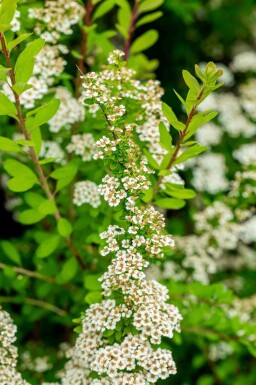 Japanische spiere Spiraea nipponica 'Snowmound' strauch Spiraea nipponica 'Snowmound'