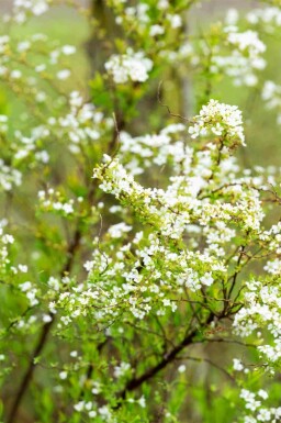 Thunbergs spiere Spiraea thunbergii strauch Spiraea thunbergii Strauch
