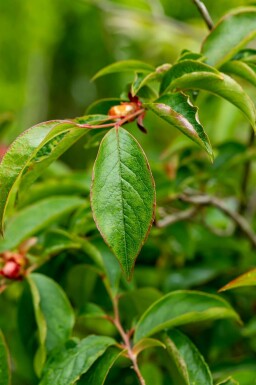 Japanische scheinkamelie Stewartia pseudocamellia strauch Stewartia pseudocamellia
