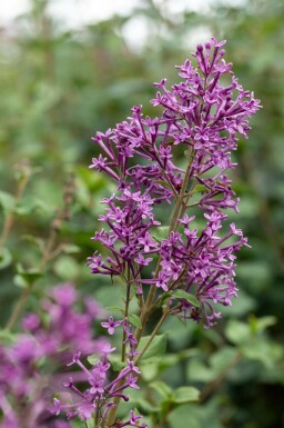 Flieder Syringa 'Bloomerang Dark Purple' strauch Syringa 'Bloomerang Dark Purple' Strauch