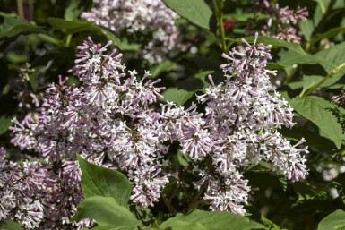 Flieder Syringa patula 'Miss Kim' strauch Syringa patula 'Miss Kim' Strauch