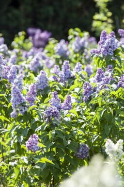 Flieder Syringa vulgaris strauch Syringa vulgaris Strauch