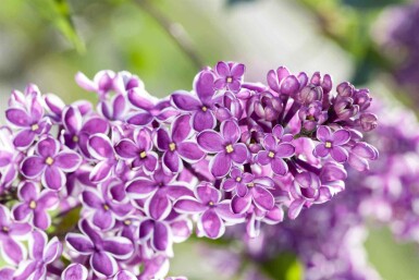 Gemeiner flieder Syringa vulgaris 'Sensation' strauch Syringa vulgaris 'Sensation'
