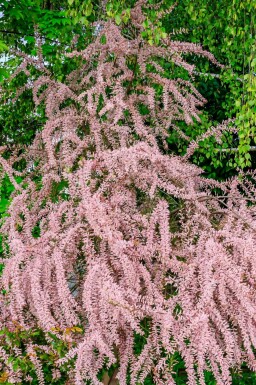 Tamariske Tamarisk tetrandra strauch Tamarisk tetrandra Strauch