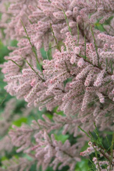 Französische tamariske Tamarix gallica strauch Tamarix gallica Strauch