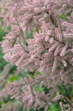 Französische tamariske Tamarix gallica strauch Tamarix gallica Strauch