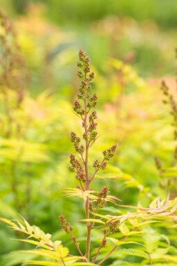 Sibirische Fiederspiere Sorbaria sorbifolia 'Sem' Strauch 60-80 Topf 12 ltr. (C12) Sorbaria sorbifolia 'Sem' Strauch 60-80 cm