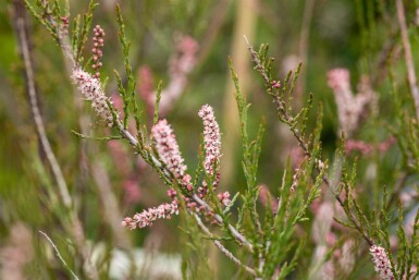 Kleinblütige tamariske Tamarix parviflora strauch Tamarix parviflora
