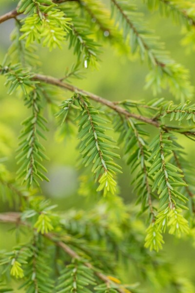 Hemlocktanne Tsuga canadensis strauch Tsuga canadensis Strauch