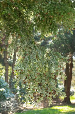 Hemlocktanne Tsuga canadensis strauch Tsuga canadensis Strauch