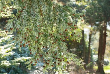 Hemlocktanne Tsuga canadensis strauch Tsuga canadensis Strauch