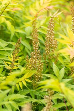 Sibirische Fiederspiere Sorbaria sorbifolia 'Sem' Strauch 30-40 Topf 3 ltr. (C3) Sorbaria sorbifolia 'Sem' Strauch 30-40 cm