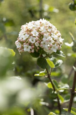 Koreanischer duftschneeball Viburnum carlesii 'Aurora' strauch Viburnum carlesii 'Aurora' Strauch
