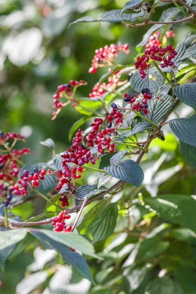 Wolliger schneeball Viburnum lantana strauch Viburnum lantana Strauch