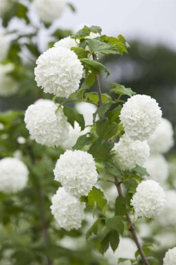 Gewöhnlicher schneeball Viburnum opulus strauch Viburnum opulus Strauch