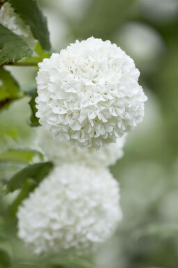 Gewöhnlicher schneeball Viburnum opulus strauch Viburnum opulus Strauch
