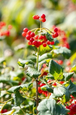 Gewöhnlicher schneeball Viburnum opulus 'Compactum' strauch Viburnum opulus 'Compactum' Strauch