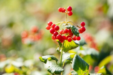 Gewöhnlicher schneeball Viburnum opulus 'Compactum' strauch Viburnum opulus 'Compactum' Strauch