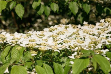 Japanischer schneeball Viburnum plicatum 'Kilimandjaro' strauch Viburnum plicatum 'Kilimandjaro' Strauch