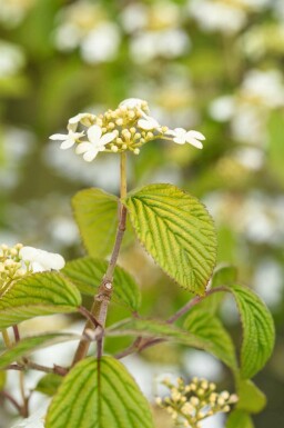 Japanischer schneeball Viburnum plicatum 'Kilimandjaro' strauch Viburnum plicatum 'Kilimandjaro' Strauch