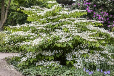 Japanischer schneeball Viburnum plicatum 'Mariesii' strauch Viburnum plicatum 'Mariesii' Strauch