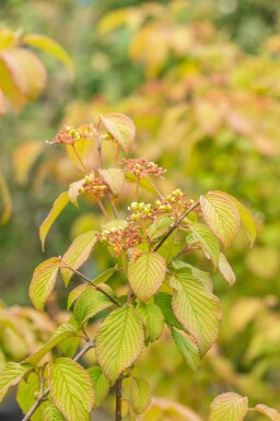 Japanischer schneeball Viburnum plicatum 'Tomentosum' strauch Viburnum plicatum 'Tomentosum' Strauch