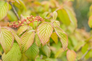 Japanischer schneeball Viburnum plicatum 'Tomentosum' strauch Viburnum plicatum 'Tomentosum' Strauch