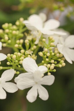 Japanischer schneeball Viburnum plicatum 'Watanabe' strauch Viburnum plicatum 'Watanabe' Strauch