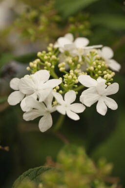 Japanischer schneeball Viburnum plicatum 'Watanabe' strauch Viburnum plicatum 'Watanabe' Strauch