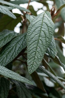 Immergrüner schneeball Viburnum 'Pragense' strauch Viburnum 'Pragense' Strauch