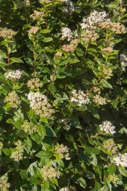 Immergrüner schneeball Viburnum tinus 'Eve Price' strauch Viburnum tinus 'Eve Price' Strauch