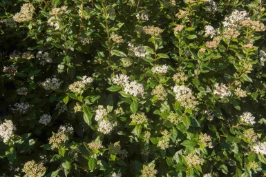 Immergrüner schneeball Viburnum tinus 'Eve Price' strauch Viburnum tinus 'Eve Price' Strauch