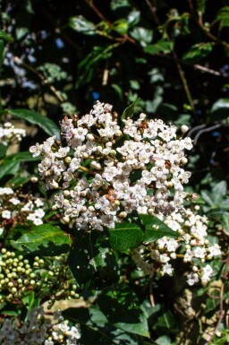 Immergrüner schneeball Viburnum tinus 'Gwenllian' strauch Viburnum tinus 'Gwenllian'