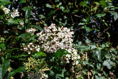 Immergrüner schneeball Viburnum tinus 'Gwenllian' strauch Viburnum tinus 'Gwenllian'