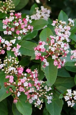 Immergrüner schneeball Viburnum tinus 'Lisa Rose' strauch Viburnum tinus 'Lisa Rose' Strauch