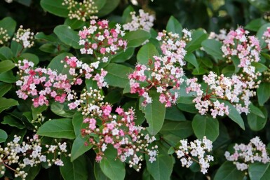 Immergrüner schneeball Viburnum tinus 'Lisa Rose' strauch Viburnum tinus 'Lisa Rose' Strauch