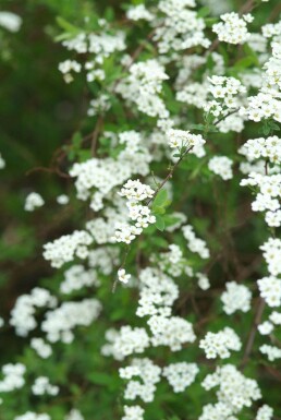 Weiße Rispen-Spiere Spiraea cinerea 'Grefsheim' Strauch 80-100 Topf 12 ltr. (C12) Spiraea cinerea 'Grefsheim' Strauch 80-100 cm