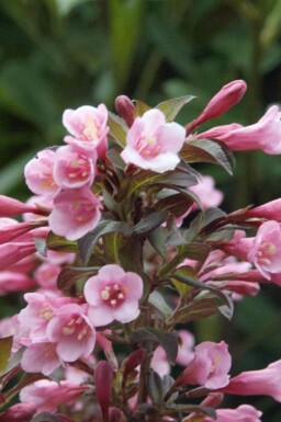 Weigelie Weigela florida 'Nana Purpurea' strauch Weigela florida 'Nana Purpurea' Strauch
