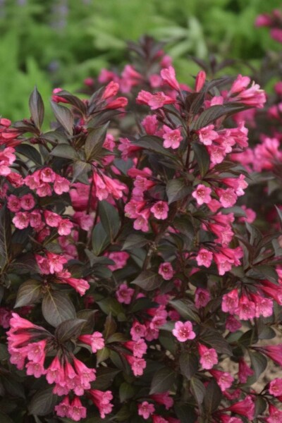 Weigelie Weigela 'Naomi Campbell' strauch Weigela 'Naomi Campbell' Strauch
