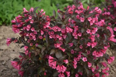 Weigela 'Naomi Campbell' Strauch