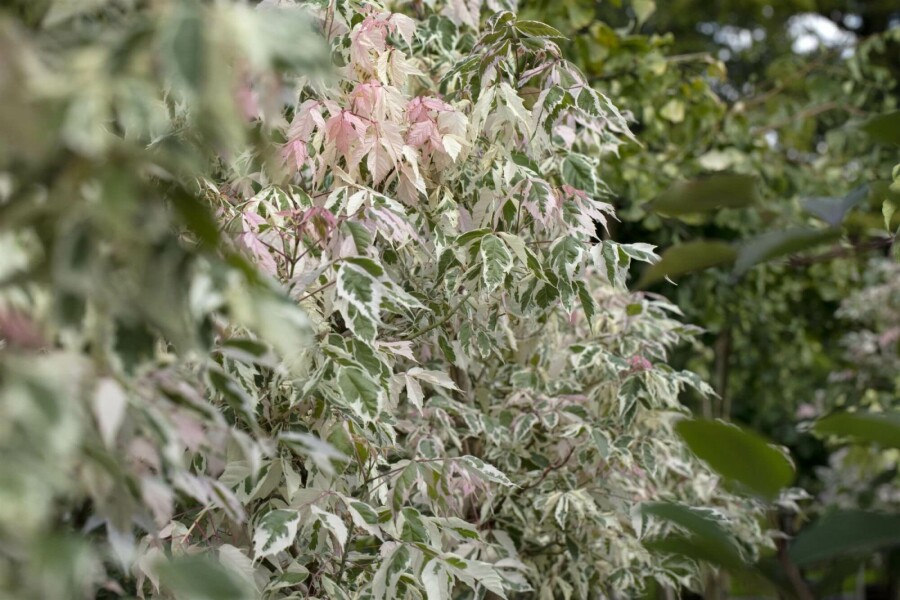 Eschen-Ahorn Acer negundo 'Flamingo' strauch 40-50 C3 Acer negundo 'Flamingo' Strauch 40-50 cm