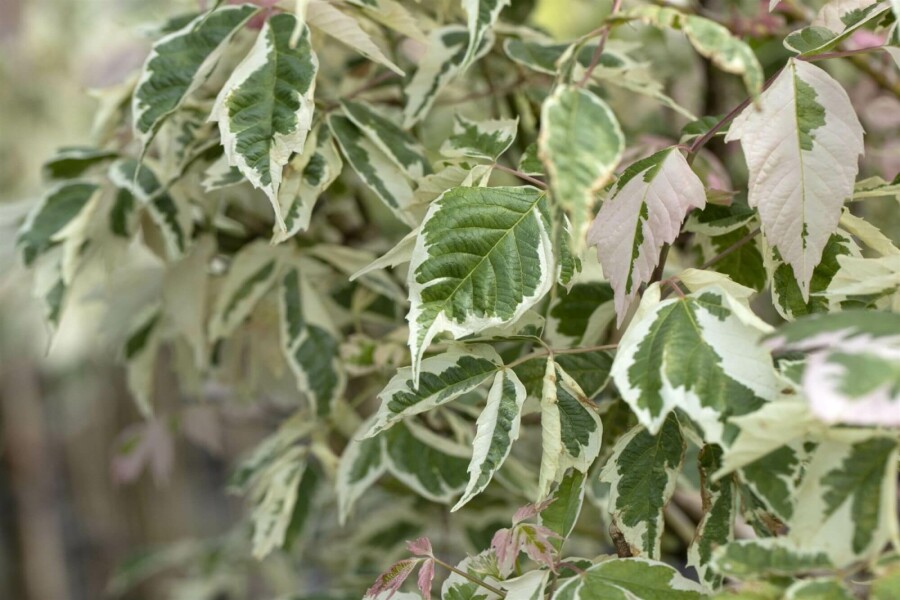 Eschen-Ahorn Acer negundo 'Flamingo' strauch 40-50 C3 Acer negundo 'Flamingo' Strauch 40-50 cm