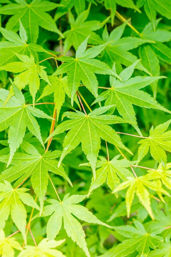 Japanischer Ahorn Acer palmatum strauch 60-80 C5 Acer palmatum Strauch 60-80 cm
