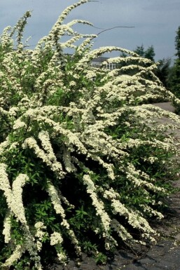 Weiße Rispen-Spiere Spiraea cinerea 'Grefsheim' Strauch 30-40 Topf 2 ltr. (C2) Spiraea cinerea 'Grefsheim' Strauch 30-40 cm