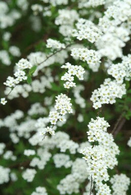 Weiße Rispen-Spiere Spiraea cinerea 'Grefsheim' Strauch 30-40 Topf 2 ltr. (C2)