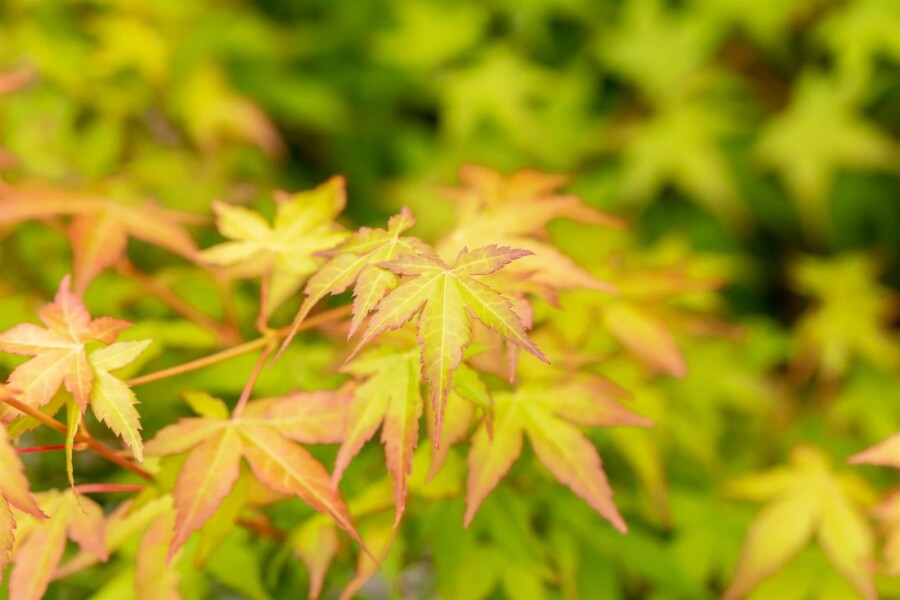 Japanischer ahorn Acer palmatum 'Bi Hoo' strauch 50-60 C7,5 Acer palmatum 'Bi Hoo' Strauch 50-60 cm