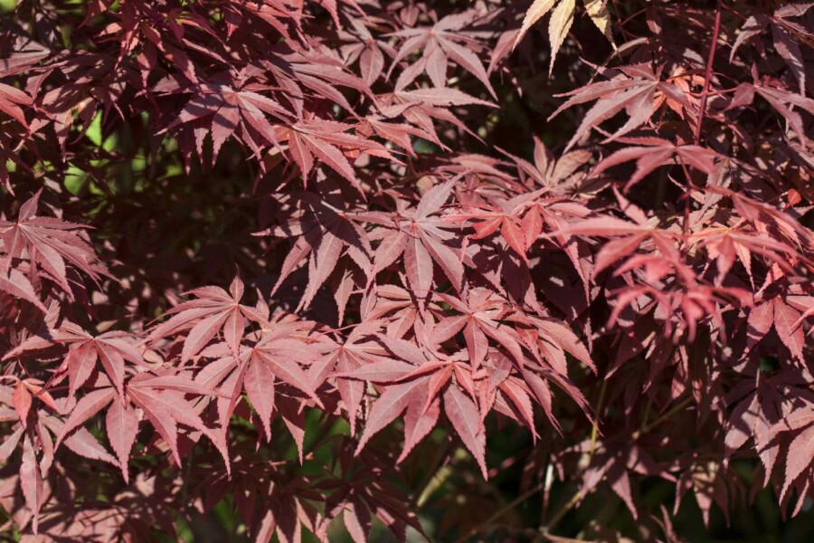 Japanischer ahorn Acer palmatum 'Bloodgood' strauch 80-100 C20 Acer palmatum 'Bloodgood' Strauch 80-100 cm